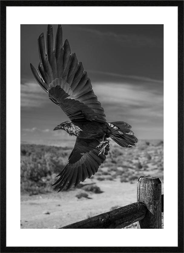 Wildlife