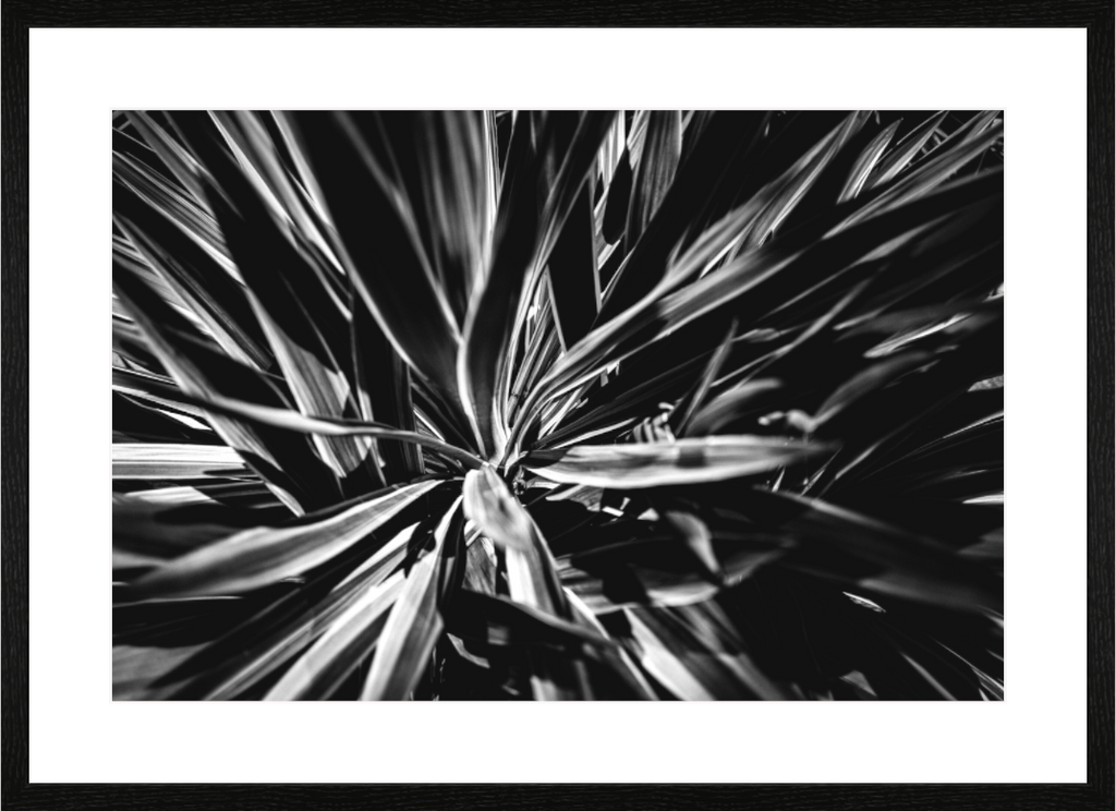 Main image In Bloom NEW