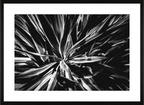 Main image In Bloom NEW