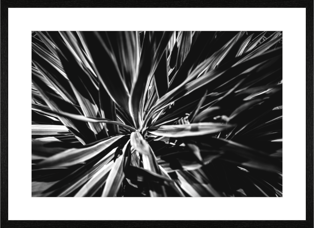 Main image In Bloom NEW
