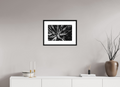 45 x 30 cm, Framed Passepartout (Hahnemühle Photo Rag Baryta) In Bloom NEW