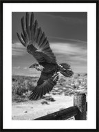 Main image Raven's Flight NEW