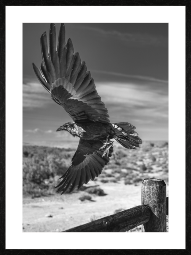 Main image Raven's Flight NEW