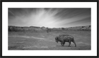 Main image Traveling Prairie Bison NEW