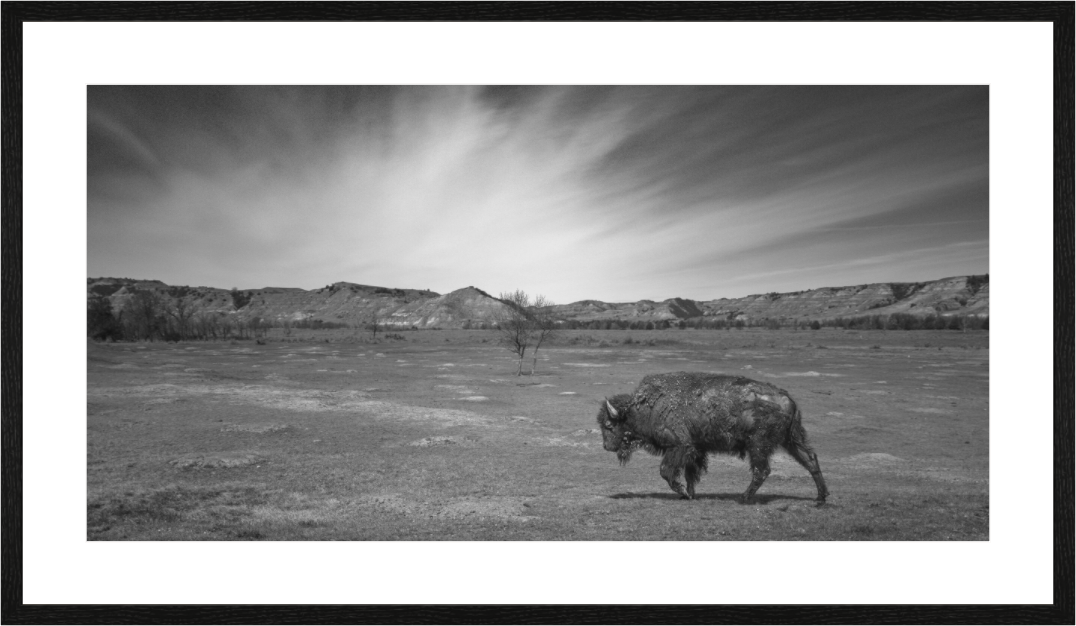 Main image Traveling Prairie Bison NEW